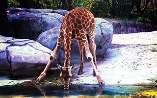 Giraffe am Wasser